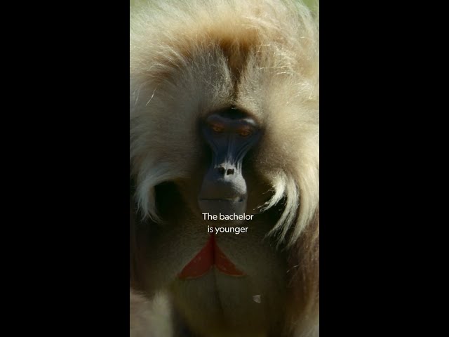Zeudi, we've all been there 🐒 #NatGeoQueens