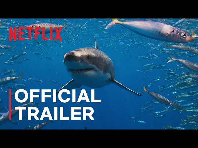 All the Sharks | Official Trailer | Netflix