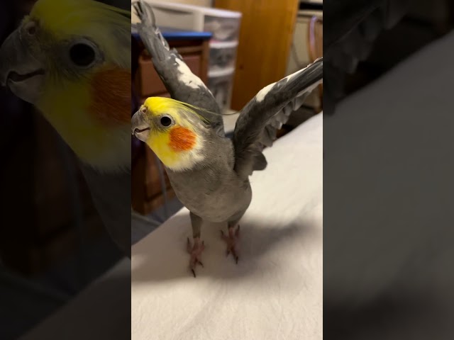 Bird Who Won't Let Mom Have A Boyfriend Finally Breaks Down | The Dodo