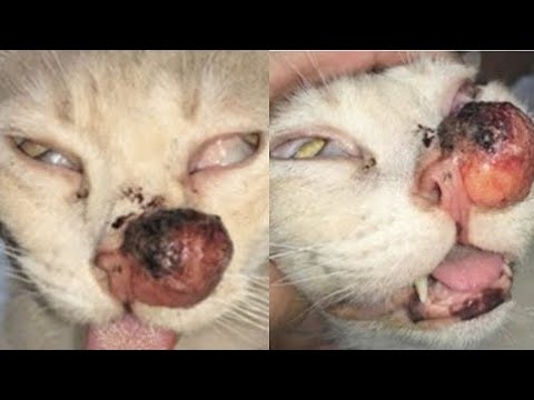 Gigantic Botfly Larvae Extracted From Small Kitten #508