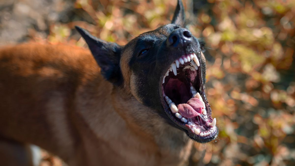 Tourists issued major advice after Brit dies from rabies after holiday dog bite