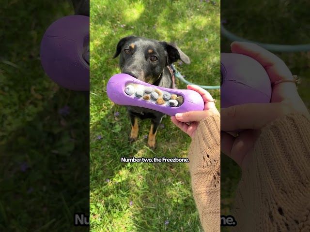 3 Toys for Tough Chewers | The Pack