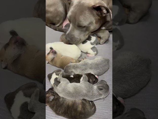 Pittie Reunites With Her Sister Just In Time To Go Into Labor | The Dodo