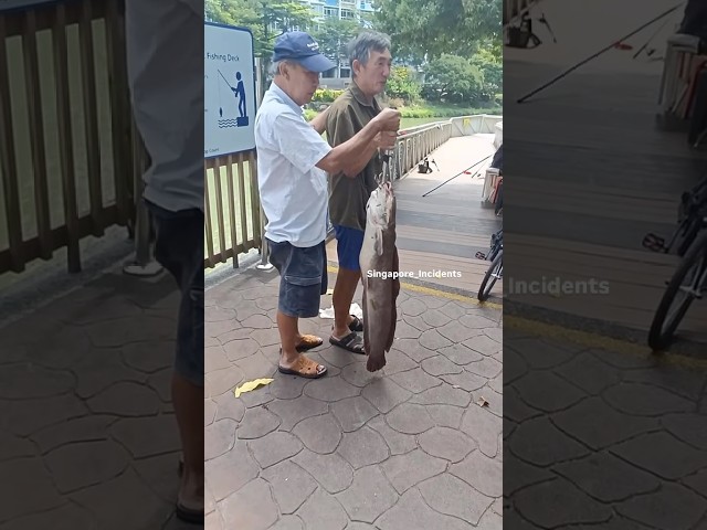 Big catfish at Kallang Bahru. Credit: usermarch8youyi3q