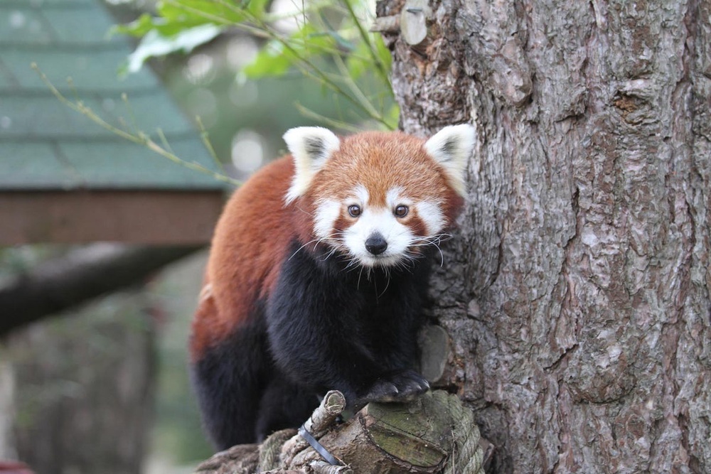 Animal welfare concerns halt hotel’s panda wake-up service