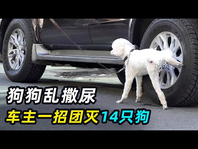 遛狗专挑汽车轮胎尿，车主发飙一招团灭14只狗