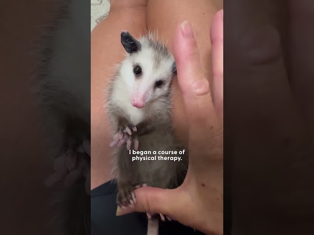 Injured Baby Opossum Does Daily Leg Exercises With Her Mom | The Dodo