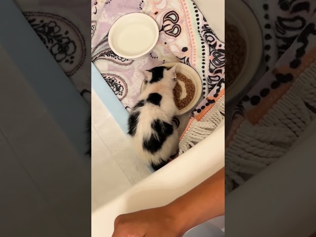Baby Kitten On The Side Of The Road Gets Rescued