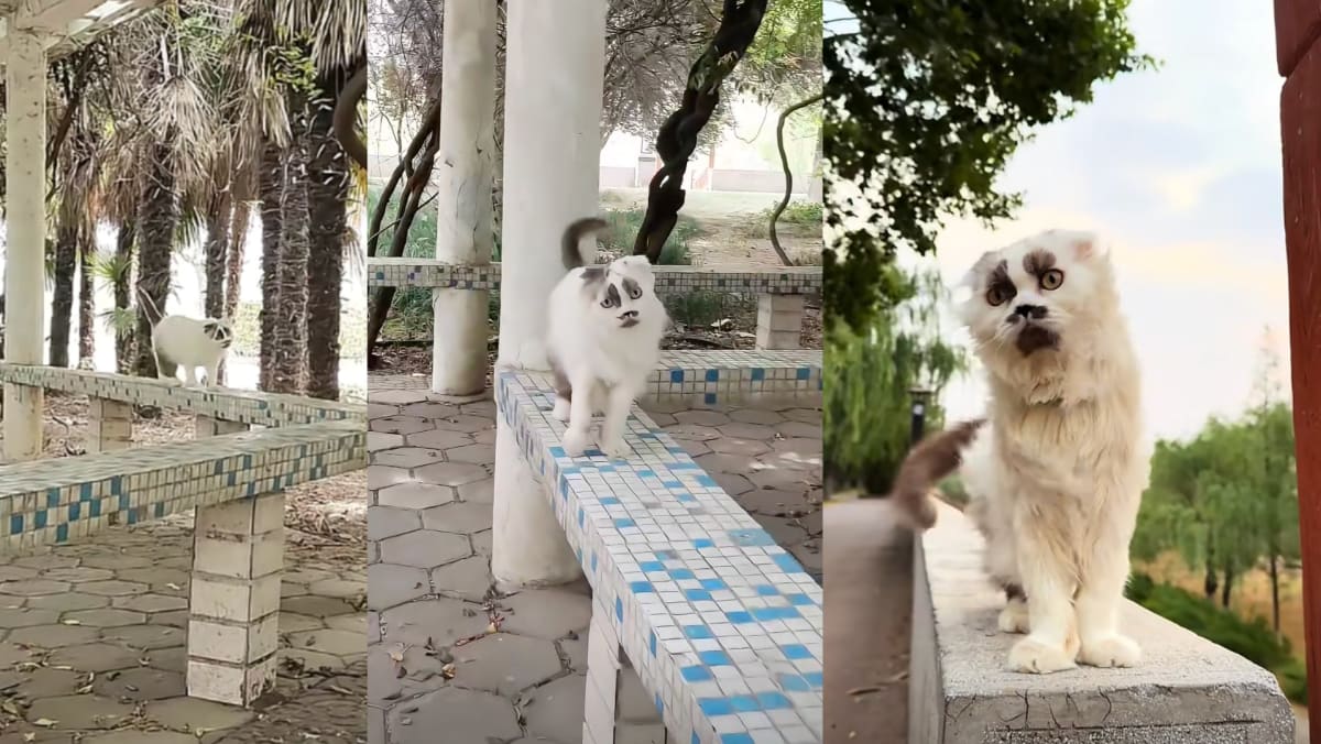 Cat In China Goes Viral For Looking Like An "Optical Illusion" Of A Human Face