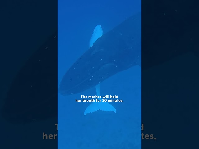Ocean Photographer Can't Believe When He Spots A Rare White Baby Whale | The Dodo