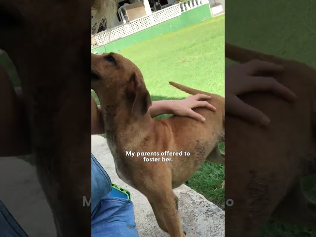 Stray Kept Chasing Her — So She Promised to Find Her a Home | The Dodo