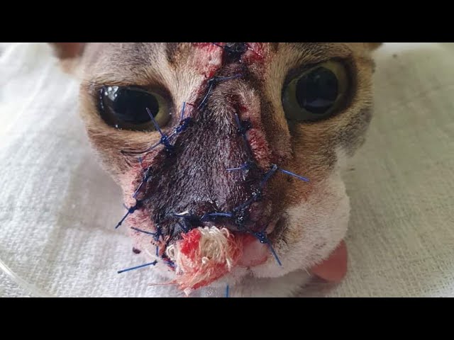 Extracting An Immense Cuterebra From Cat #603