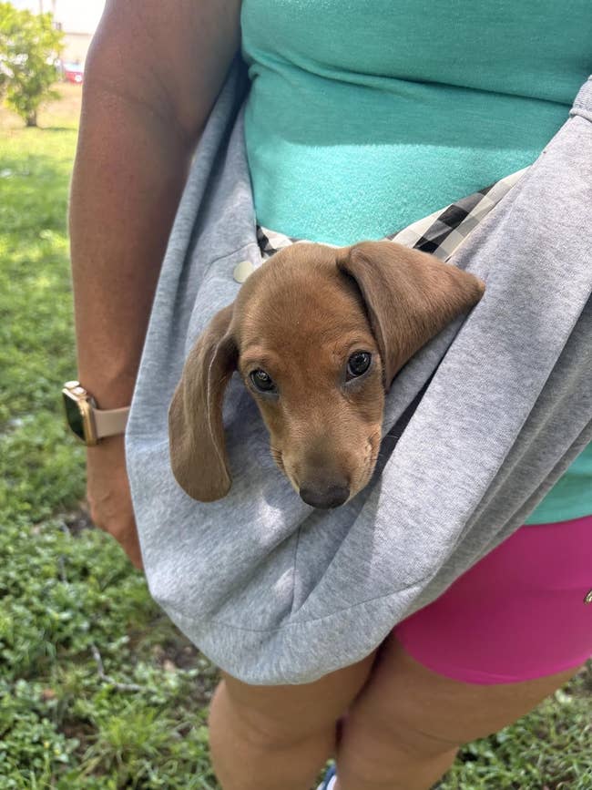 Anyone With A Pet Who Demands Attention 100% Of The Time Will Benefit From These 22 Products