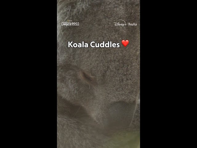 There's always time for some koala cuddles 😌 #Underdogs