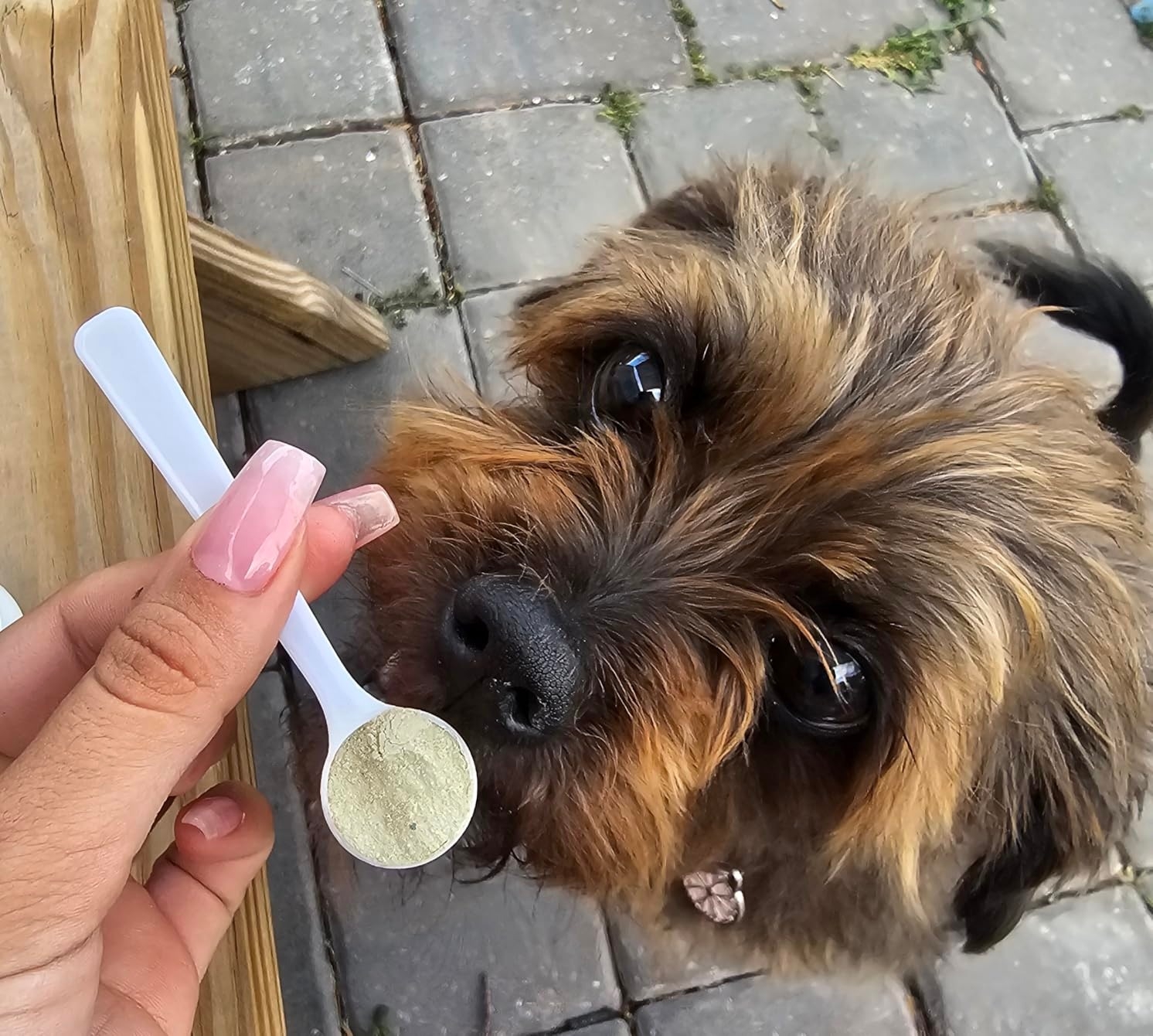 If It’s "Impossible" To Clean Your Pet’s Teeth, Grab This Dental Powder On BOGO Sale
