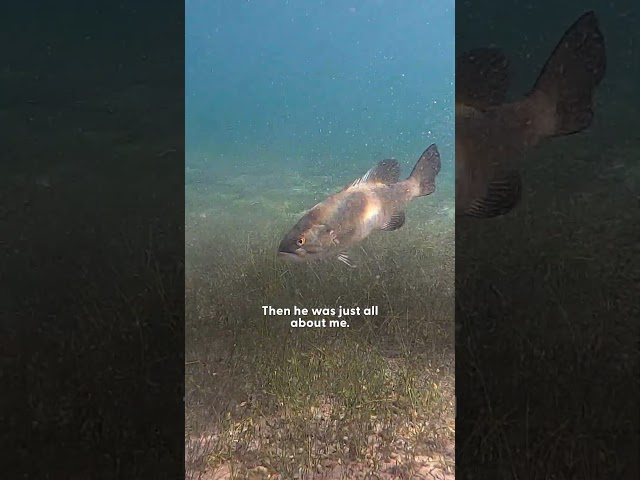 Diver Befriends A Fish Who Keeps Coming Back To See Him | The Dodo