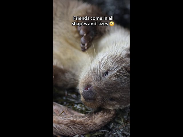 They're *otter-ly* adorable 🦦 #BillyAndMolly: An Otter Love Story
