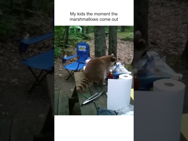 Sneaky Raccoons Steal Marshmallows From Campers