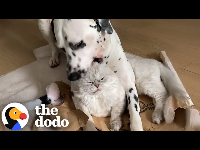 Grumpy Cat Judges Everything His Dalmatian Brother Does | The Dodo