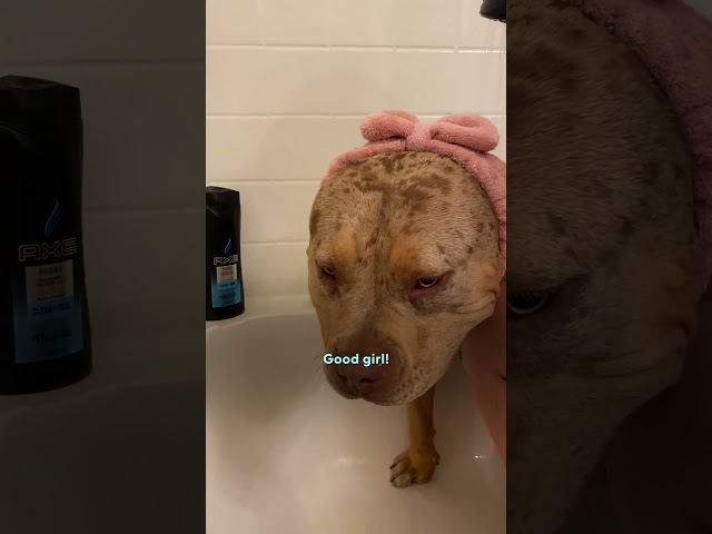 "Designer" Bully Who Couldn't Walk Up Stairs Learns How To "Dog" | The Dodo