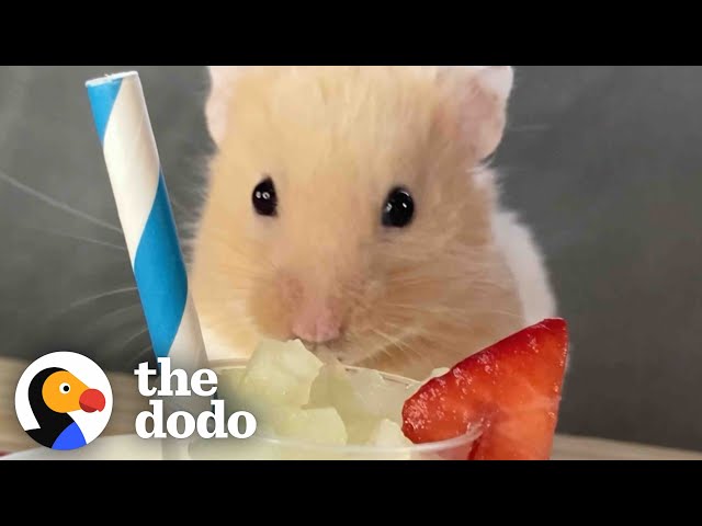 Hamster Destroys Almost Everything His Dad Feeds Him | The Dodo
