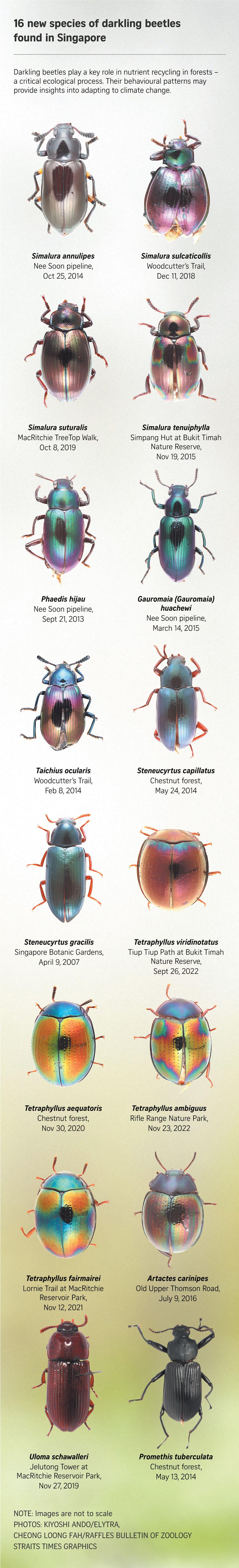 16 new species of darkling beetles found in Singapore, thanks to one man’s resolve over 2 decades
