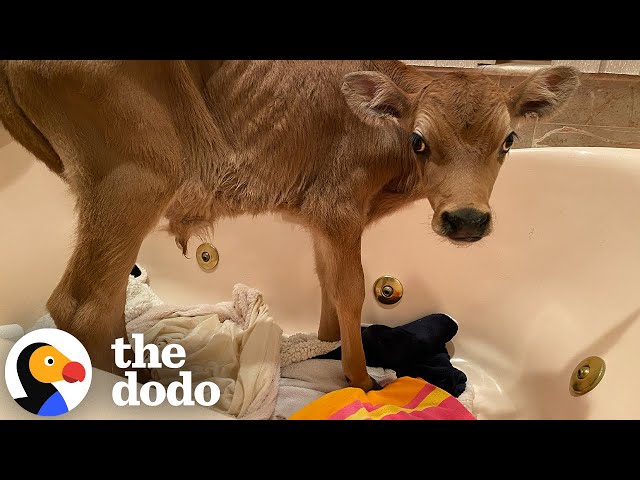 Skin And Bones Calf Who Looked Like He Was Crying Is SO Happy Now | The Dodo