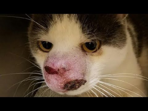 Extracting An Enormous Cuterebra From Cat #640