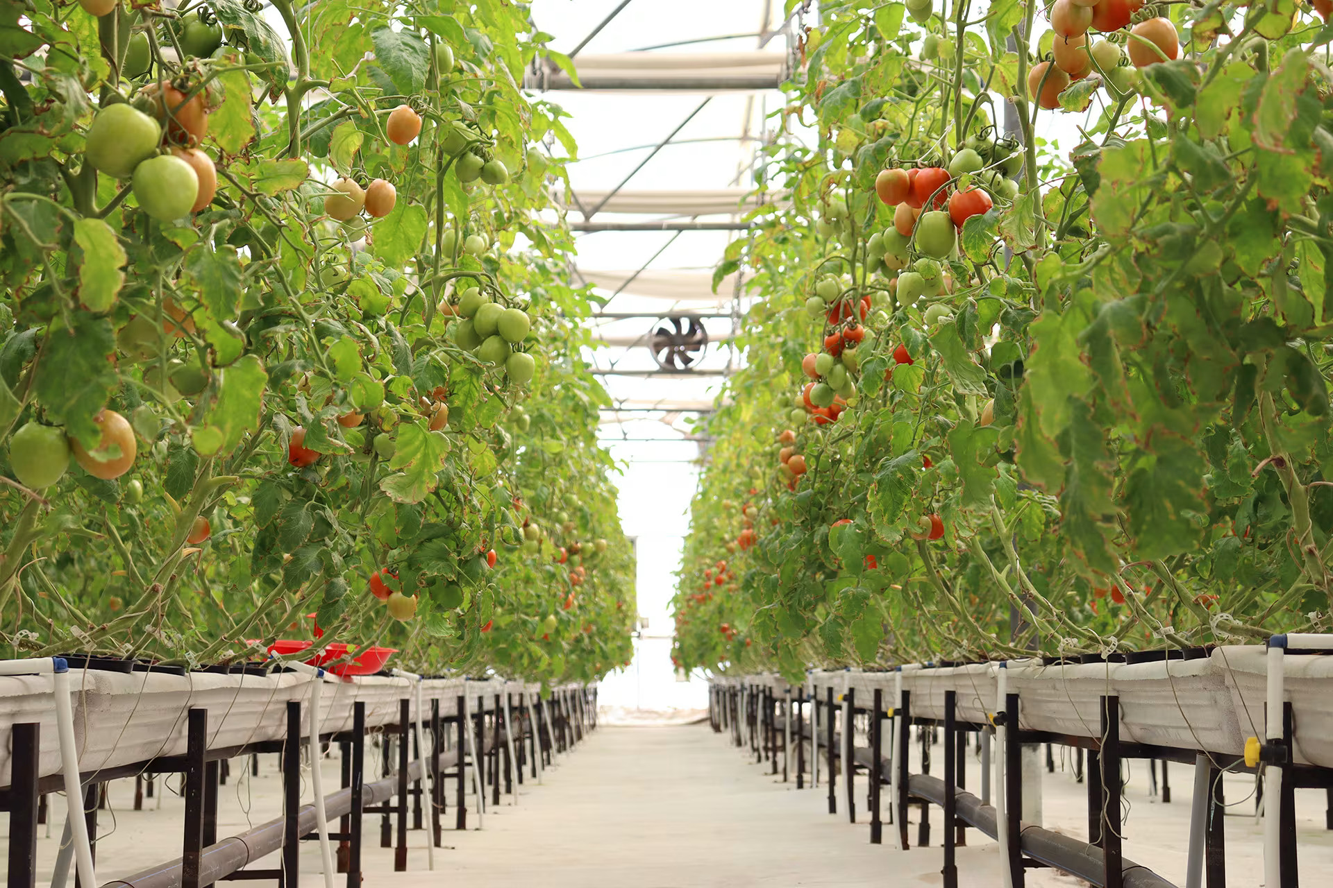 Indian agritech startup Eeki raises $7m for farming operations