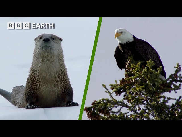 Otters vs Bald Eagles in a High-Stakes Hunt | BBC Earth