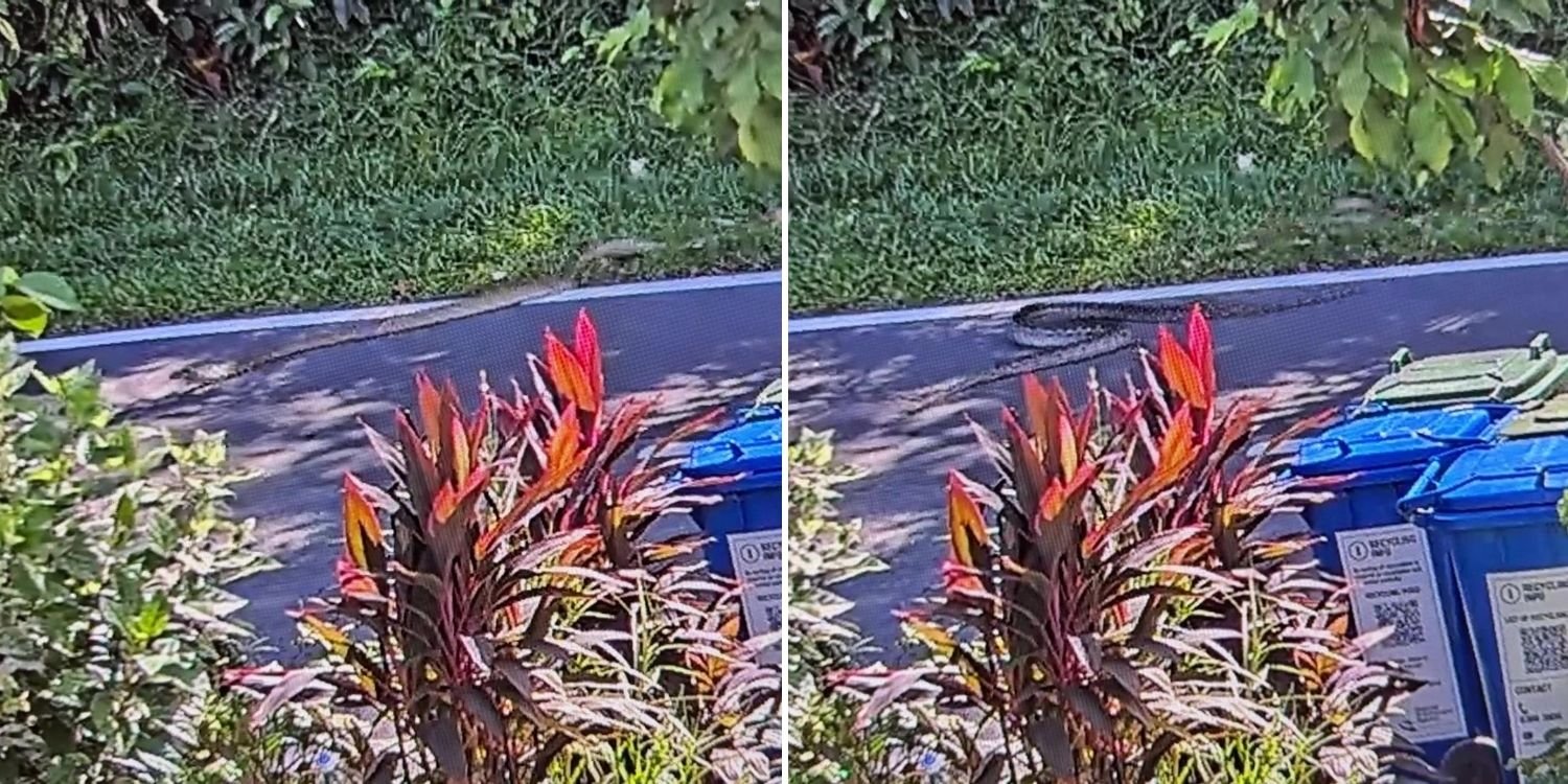 Python hides under car after fight with 4m-long king cobra at old upper thomson road