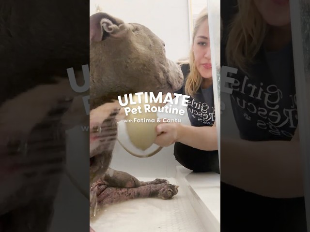 Paralyzed Pittie Loves Bath Time With His Mama | The Dodo