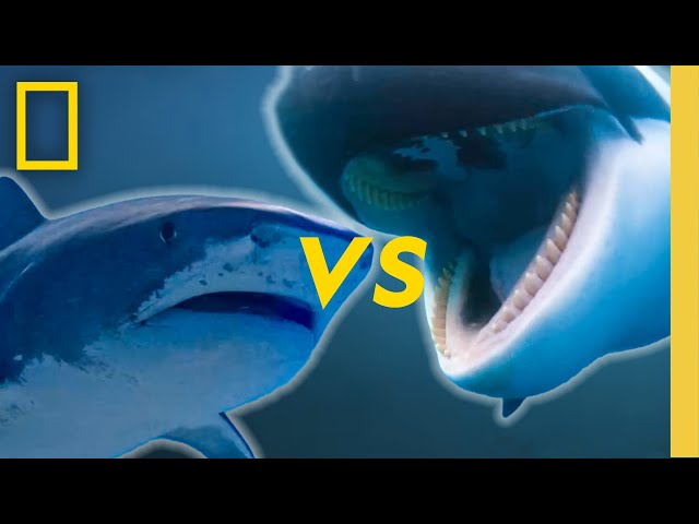 🔴 LIVE: Shark Vs: The Most Epic Battles | Sharkfest 2025 Livestream | National Geographic