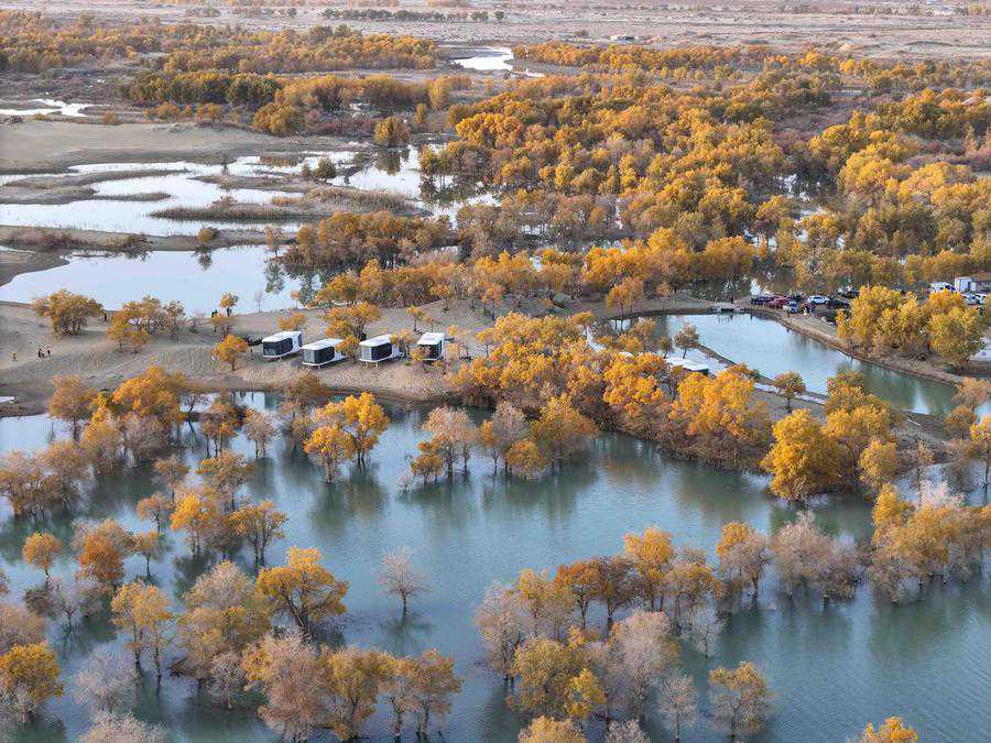 Defying all odds, “Desert Poplar Spirit” works green miracles in Taklimakan