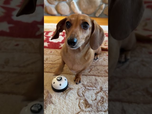 Dachshund Rings Her Bell All Day To Get What She Wants | The Dodo