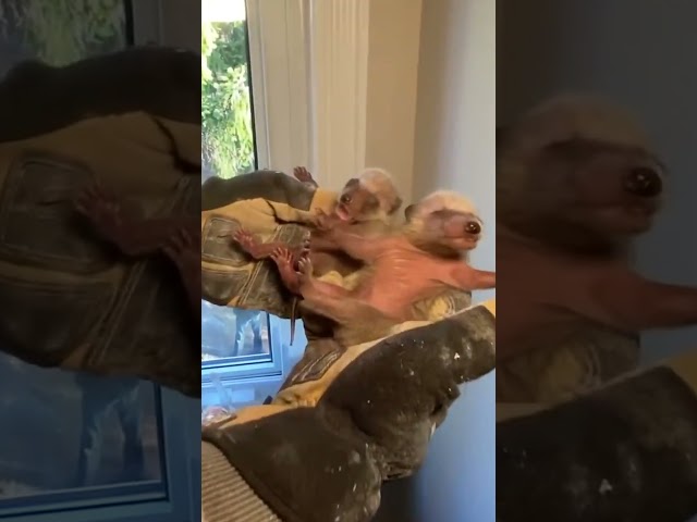 Mama Raccoon Patiently Waits For Guy To Rescue Her Crying Babies | The Dodo