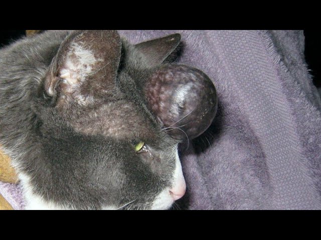 Gigantic Cuterebra Eliminated From Small Cat #634