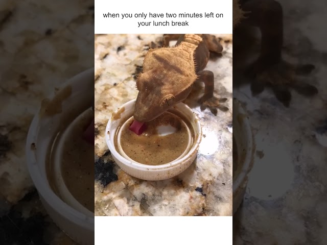 Lizard Quickly Eats Food From Bowl