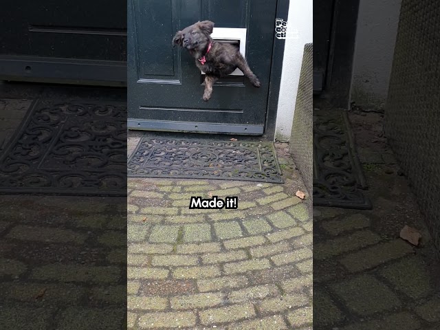 Puppy Gently Rocks Baby To Sleep