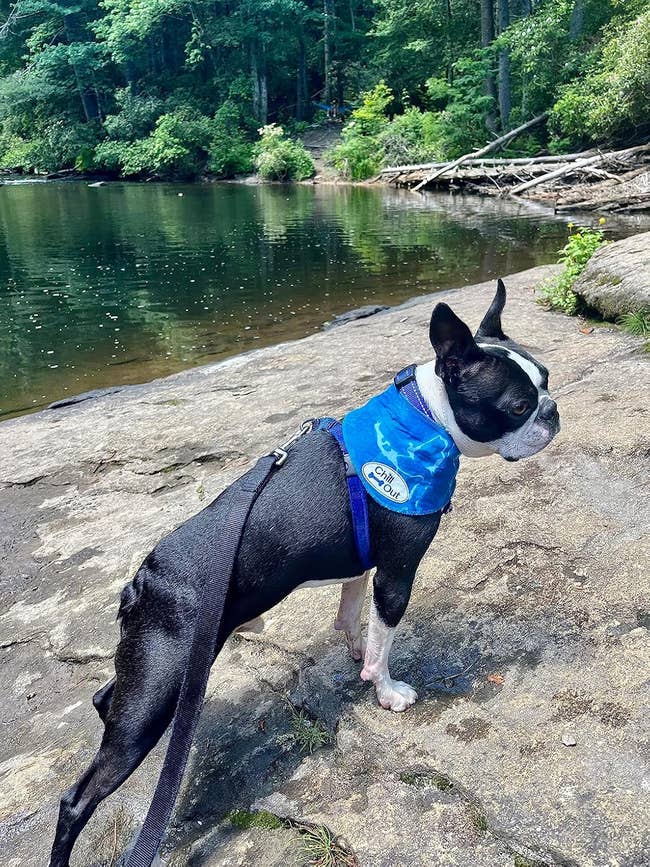 25 Products For Anyone Whose Dog Goes With Them Basically Everywhere