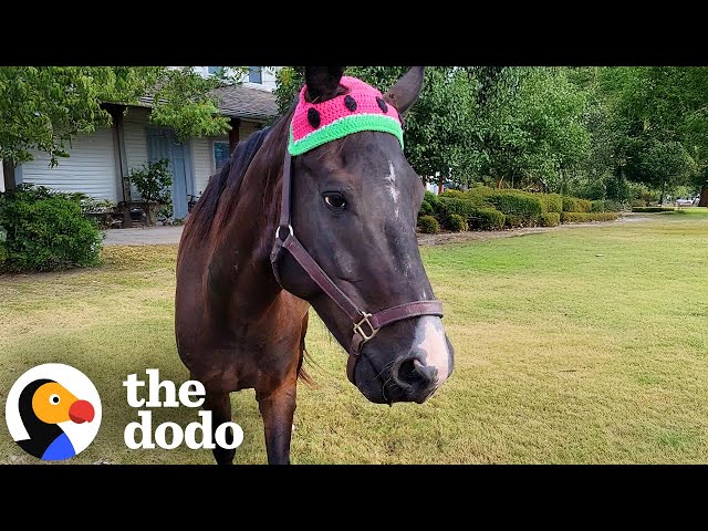 Horse Saves His Mom's Life When She Falls Off Of Him | The Dodo