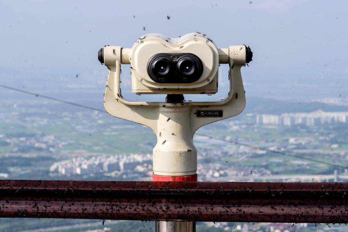South Korea launches emergency response to battle lovebug outbreak