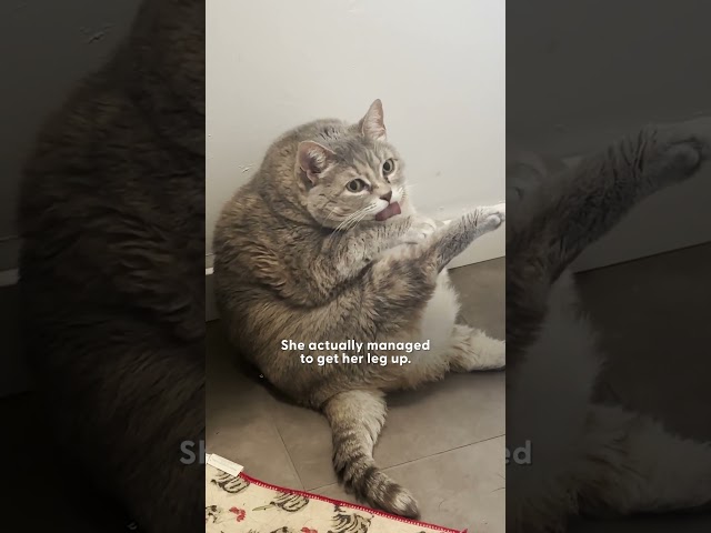 30-Pound Cat Who Couldn't Walk Loses Over 20 Pounds | The Dodo