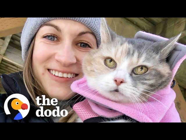 Woman Adopts Her Grandparent’s Grumpy Cat And Then Has The Best Idea | The Dodo