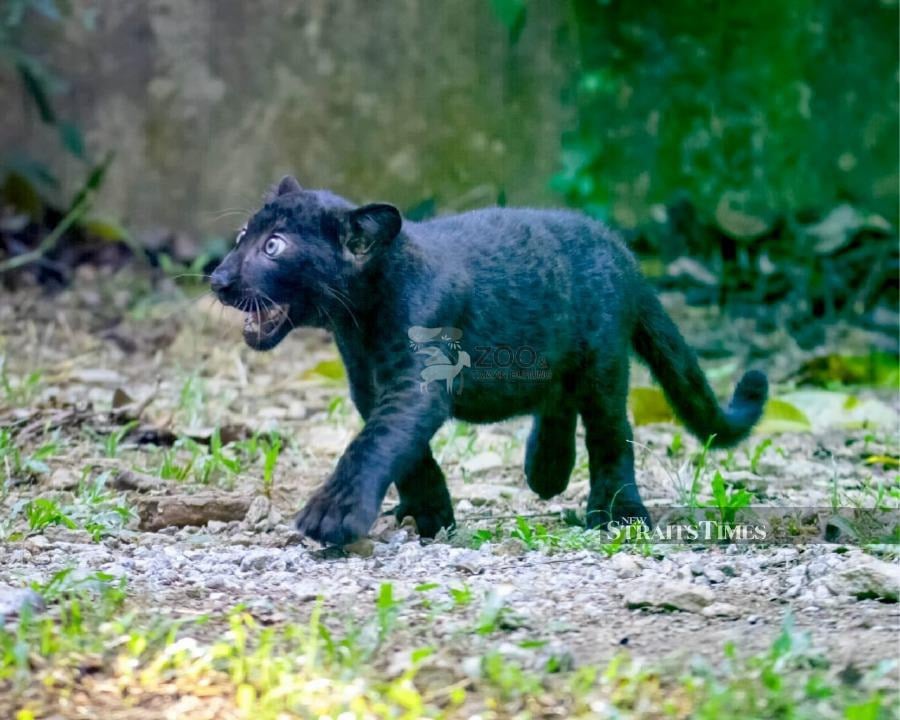 Zoo Melaka invites public to name Malayan panther cub born in captivity