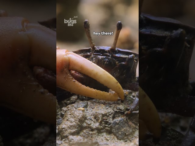 Male fiddler crabs use their oversized claw to dig, duel, and seduce the ladies. #ARealBugsLife