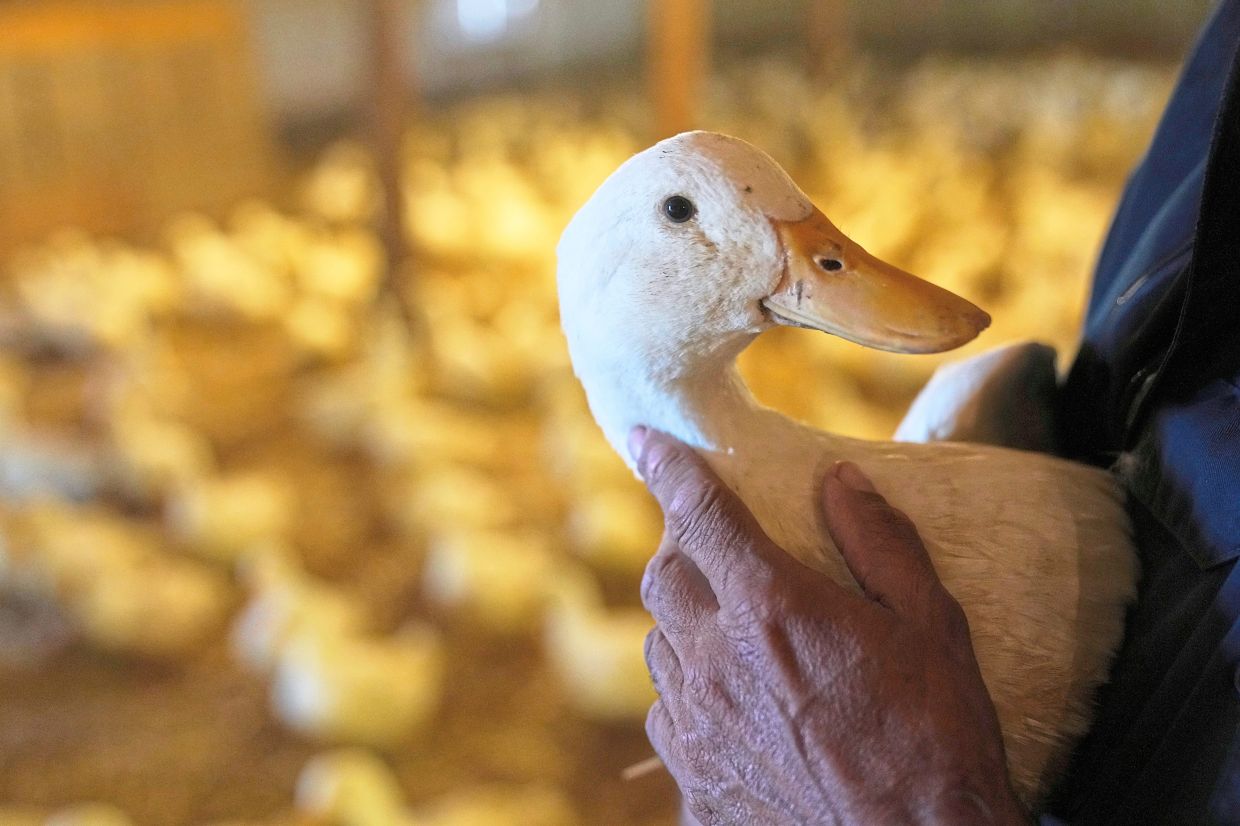 Ducks return to a century-old US farm that lost its entire flock to bird flu