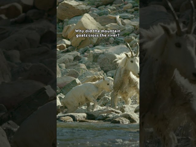What would you do for a salt lick?🧂#HostilePlanet