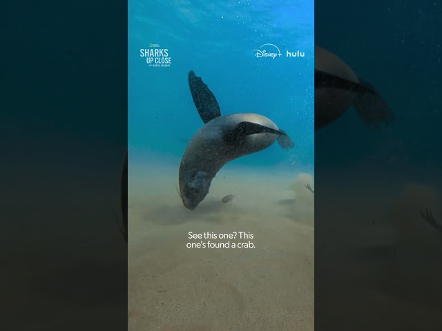 Sunbathing safely is a two-seal job 🦭 #SharksUpClose #SharkFest