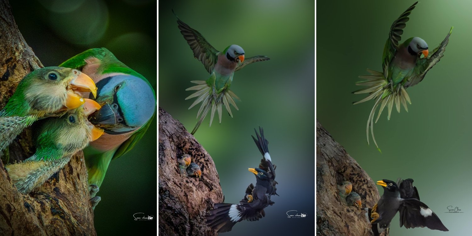 Parakeet parent fights off myna while feeding its chicks at bukit merah, netizens praise photo